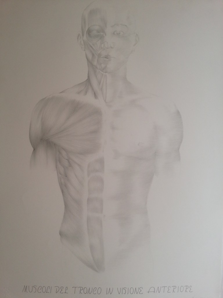 Muscles of the torso, pencil on paper 50x70cm