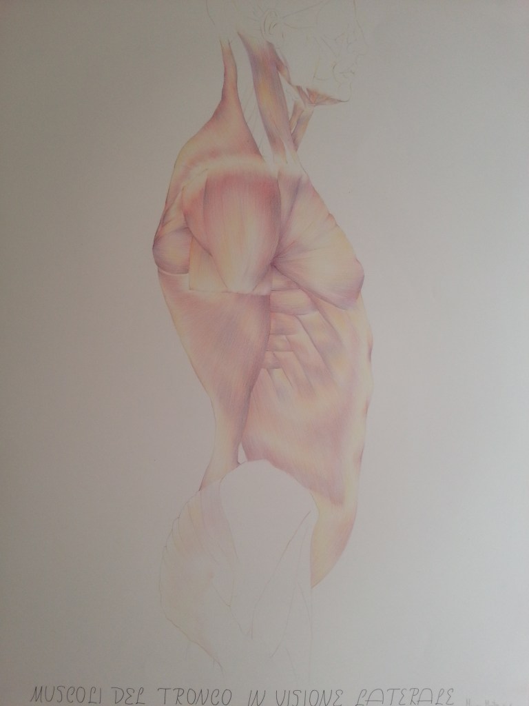 Muscles of the trunk, crayons on paper 50x70cm