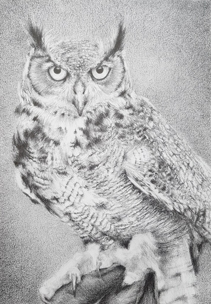 The Owl, pencil on paper A4