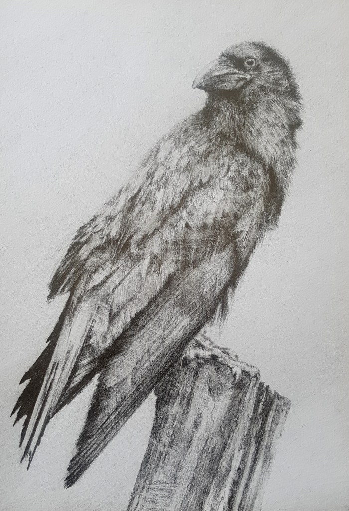 The Raven, pencil on paper A4
