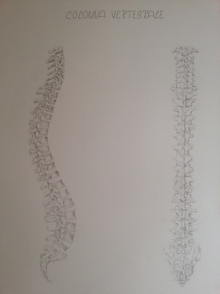 The Spine, pencil on paper